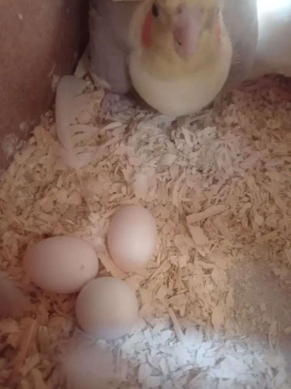 عروس هلندی معاوضه|پرنده|قدس, شهرقدس|دیوار