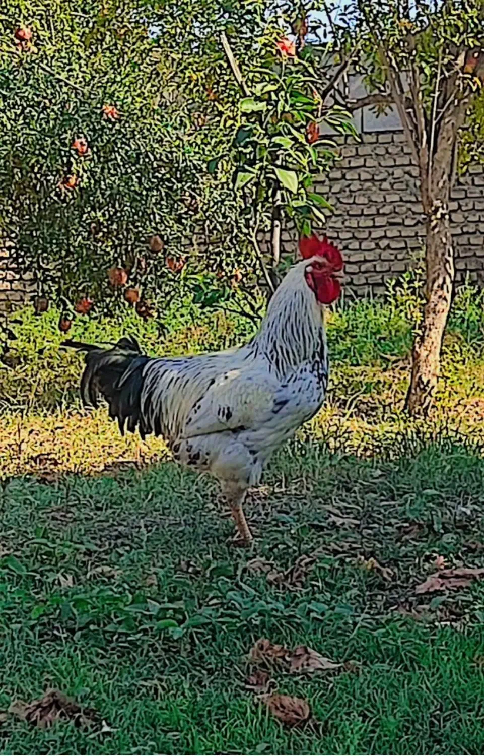 خروس|پرنده|گنبد کاووس, |دیوار