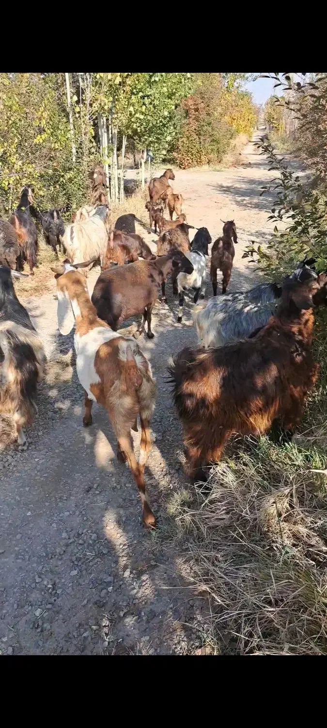 فروش بز وبزغاله|حیوانات مزرعه|مرند, |دیوار