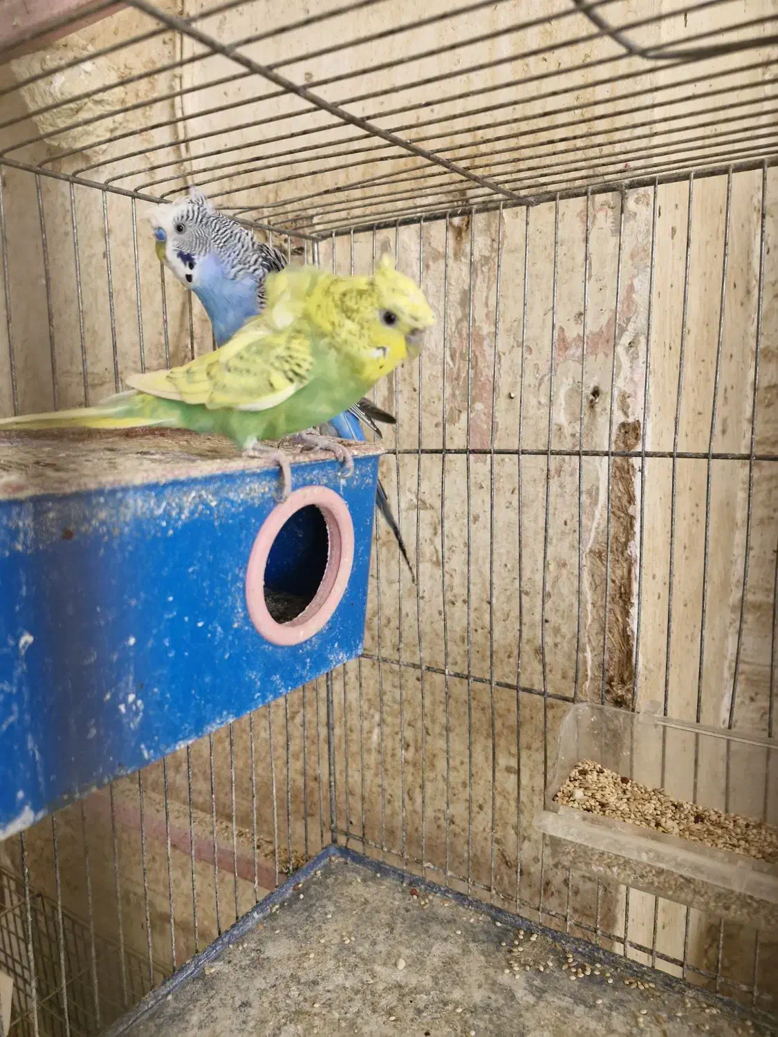 جفت های مولد مرغ عشق پروانه ای|پرنده|شهرکرد, |دیوار