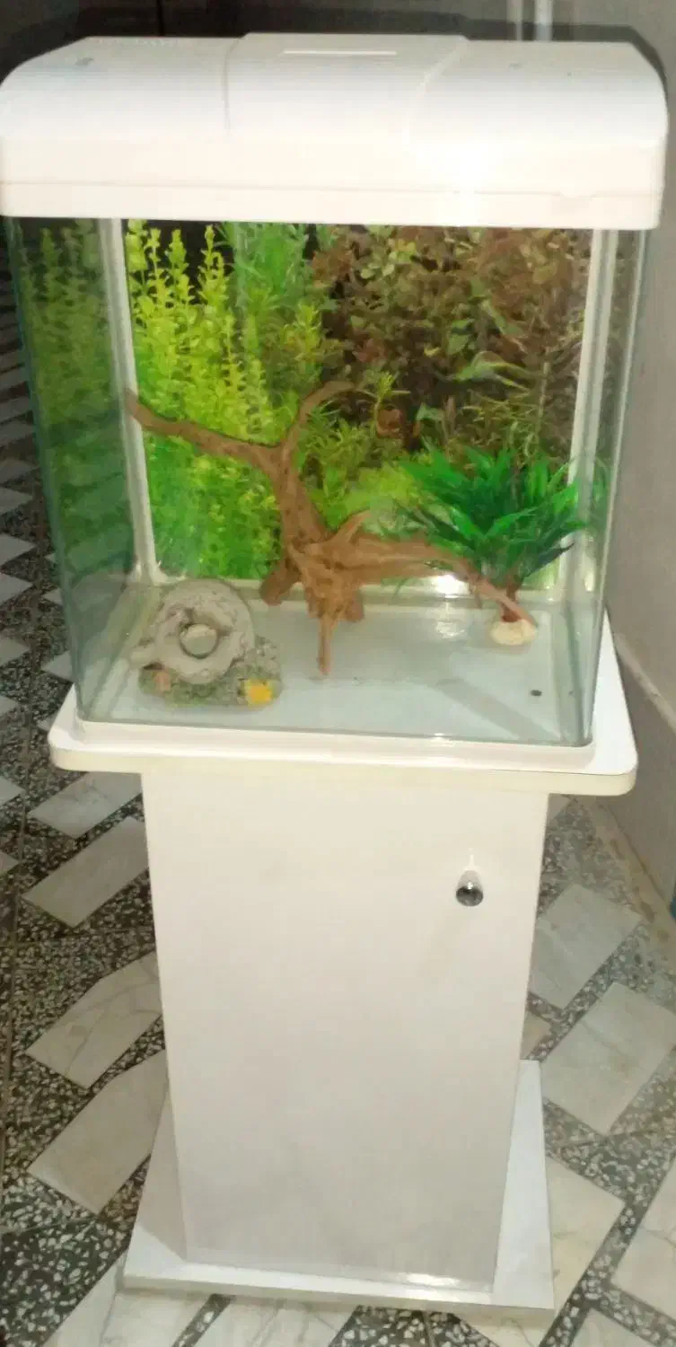 آکواریم سالم با وسیله|ماهی|بابل, |دیوار