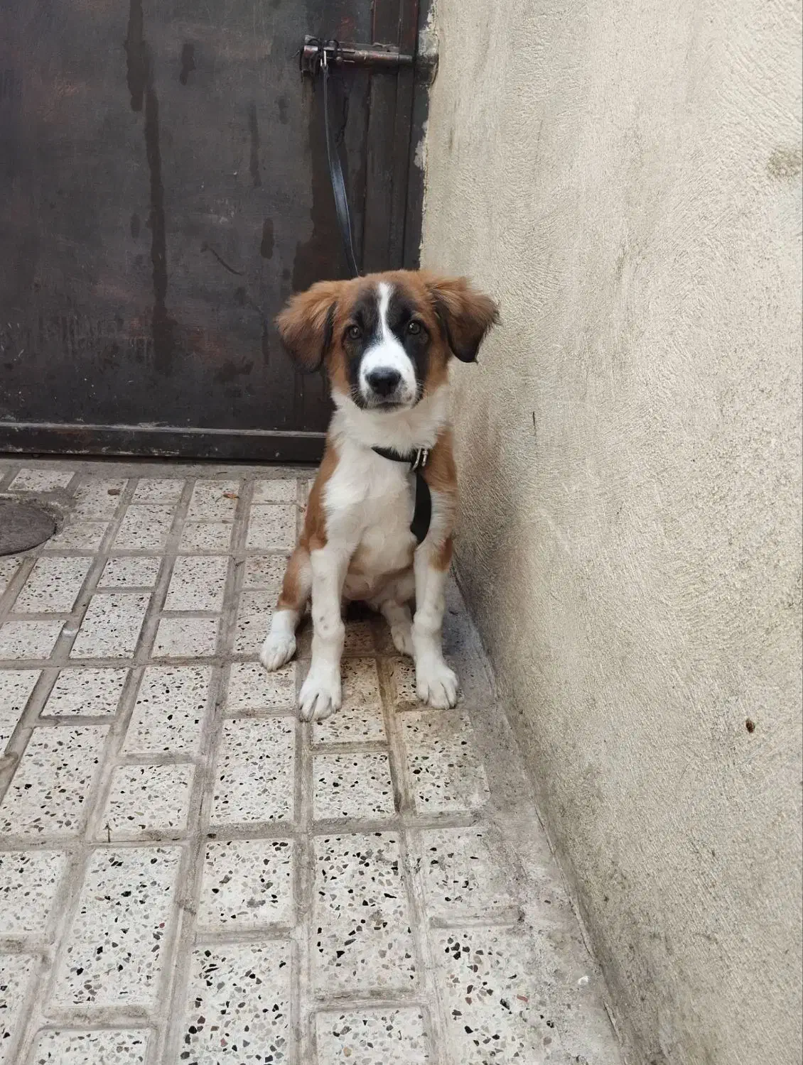 سگ سرابی|سگ|مشهد, کشف|دیوار