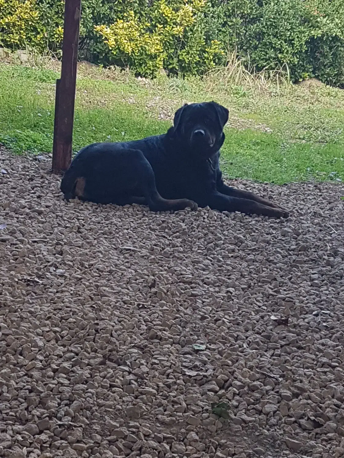 روتوایلر ۱۵ ماهه|سگ|تهران, پارک شهر|دیوار