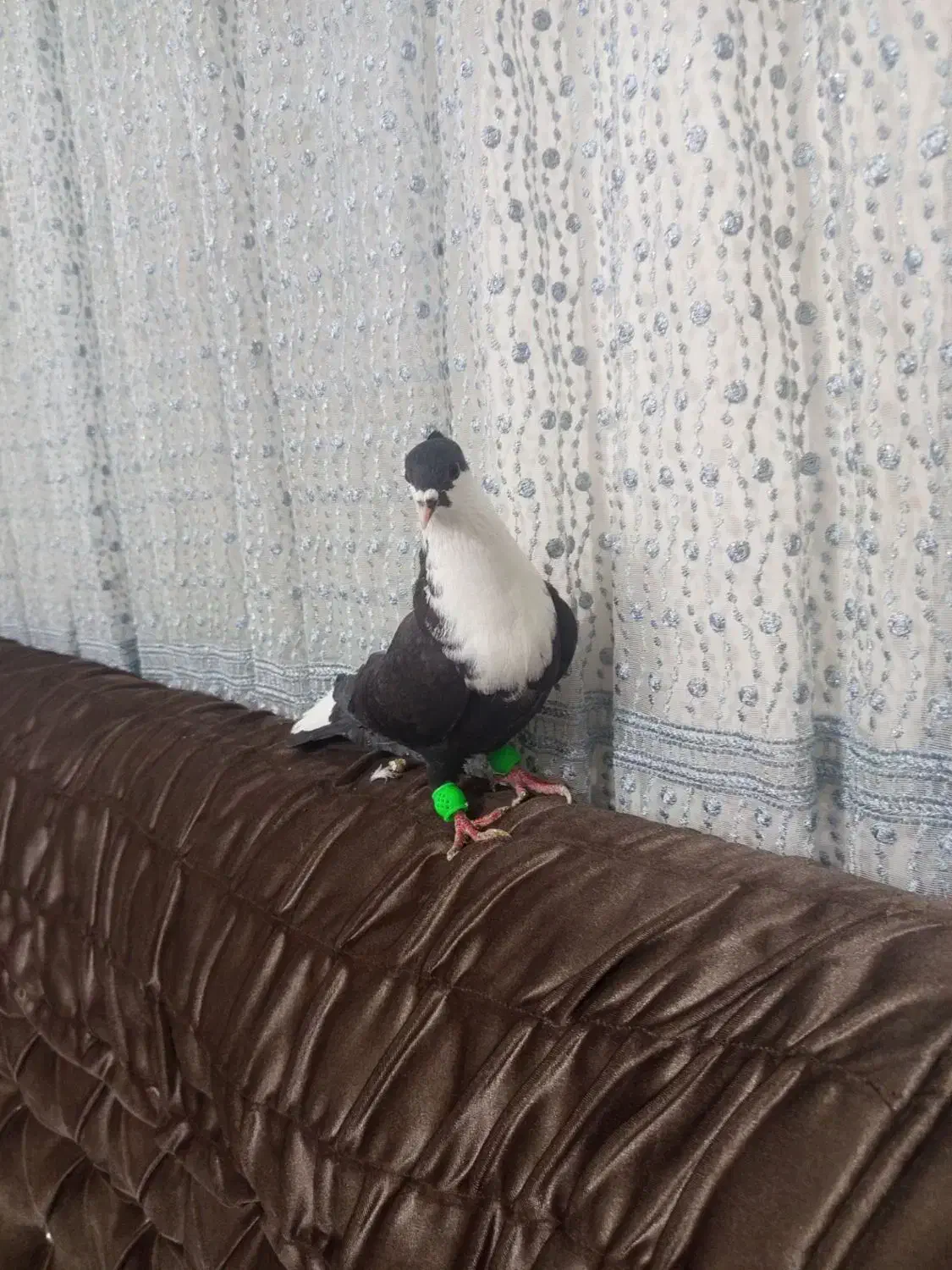 کربناتی سیاه کاکلی نر|پرنده|مشهد, شهید بصیر|دیوار