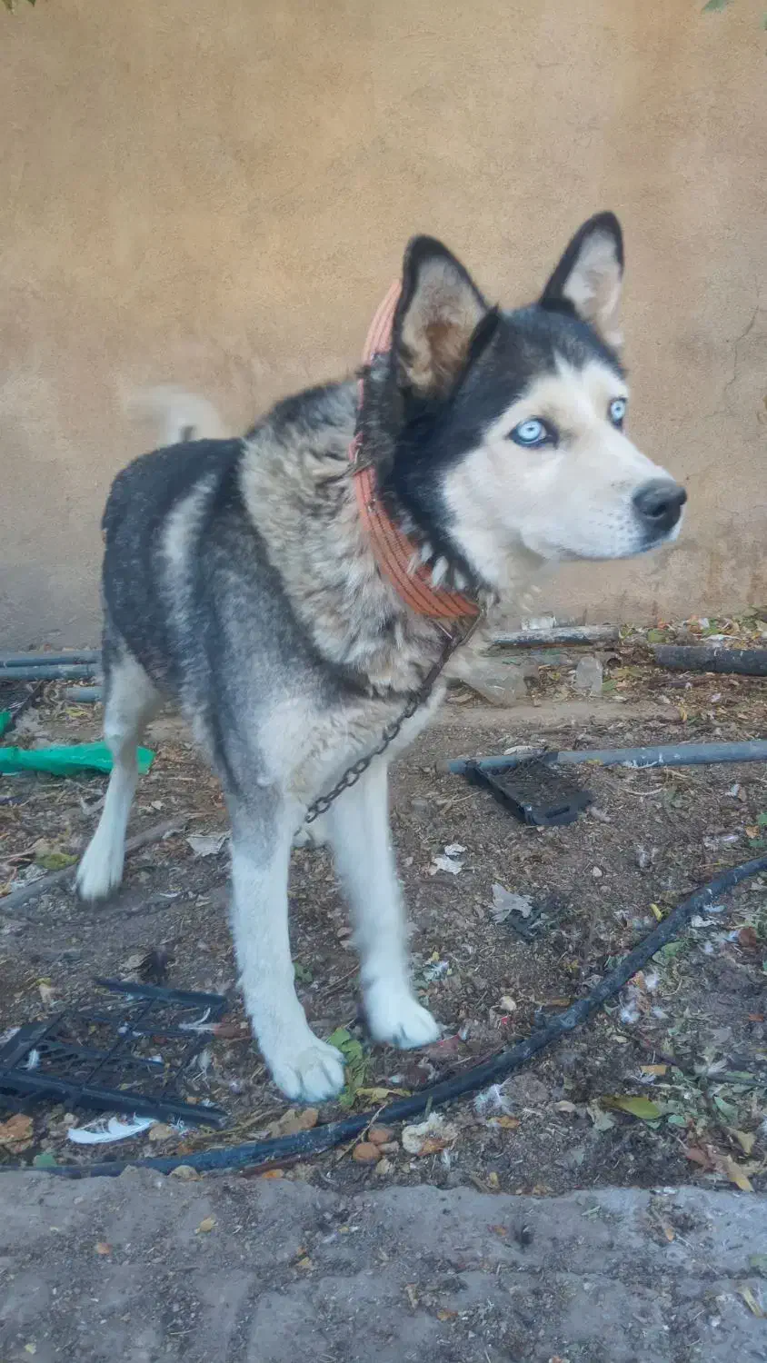 سگ هاسکی|سگ|فیروزآباد (فارس), |دیوار