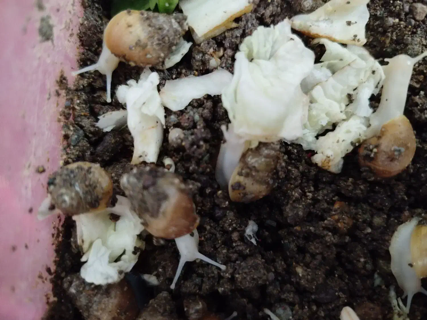 حلزون کلاژن ساز|خزنده|بم, |دیوار