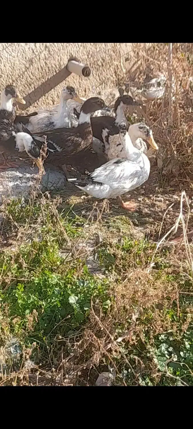 اوردک|حیوانات مزرعه|جوادآباد, |دیوار