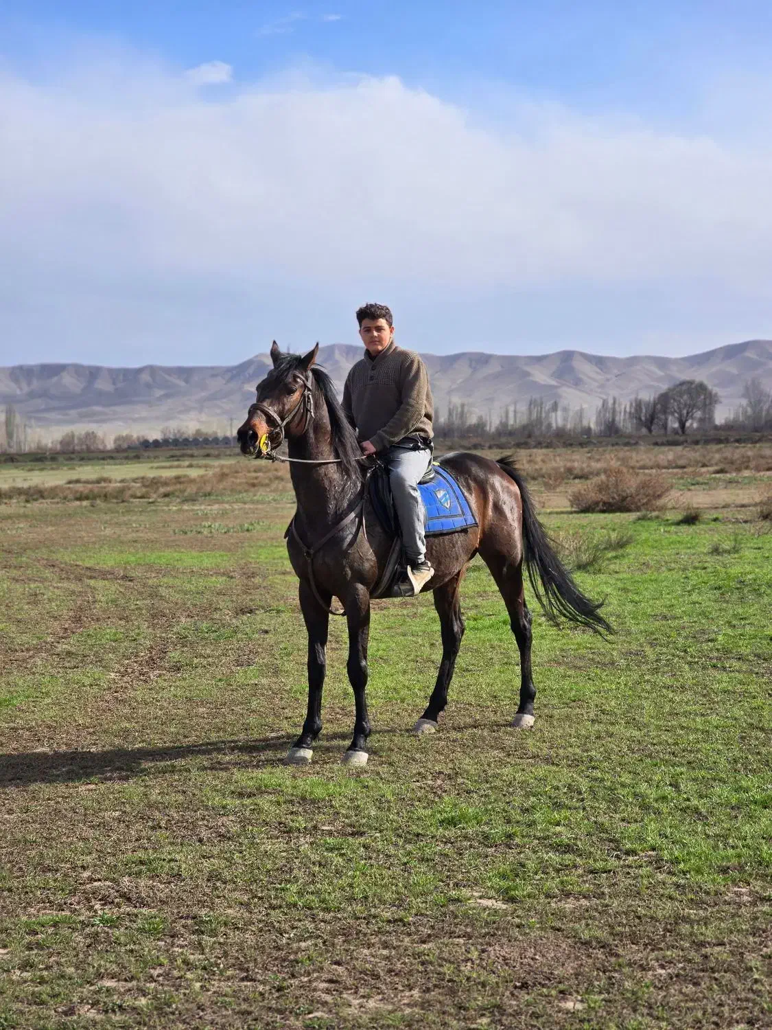 اسب دو خون ترکیه|اسب و تجهیزات اسبسواری|خوی, |دیوار