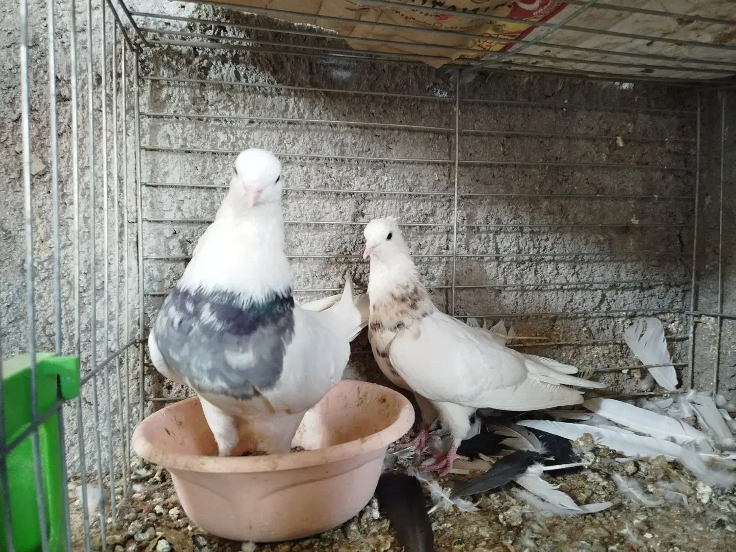 طوقی . سوسک آبادانی|پرنده|بافق, |دیوار