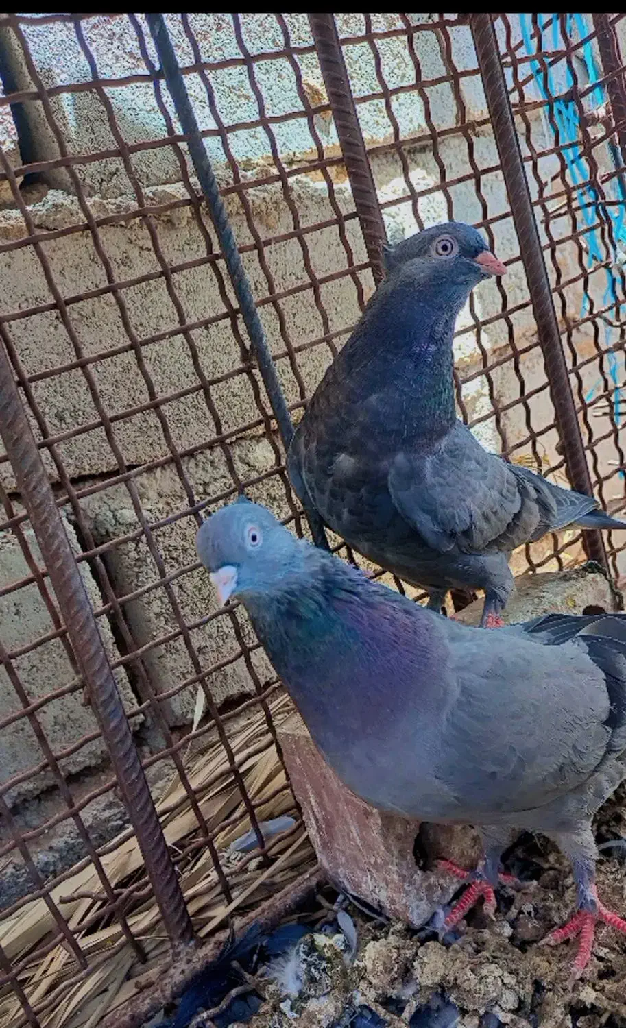 کفتر سبز فروشی قیمت ۱۱۰۰|پرنده|ریگان, |دیوار