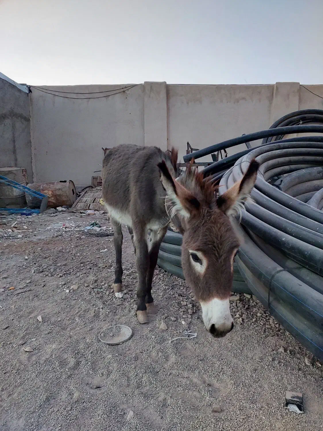 الاغ یا خر یک ساله ماده|حیوانات مزرعه|خاوران, |دیوار