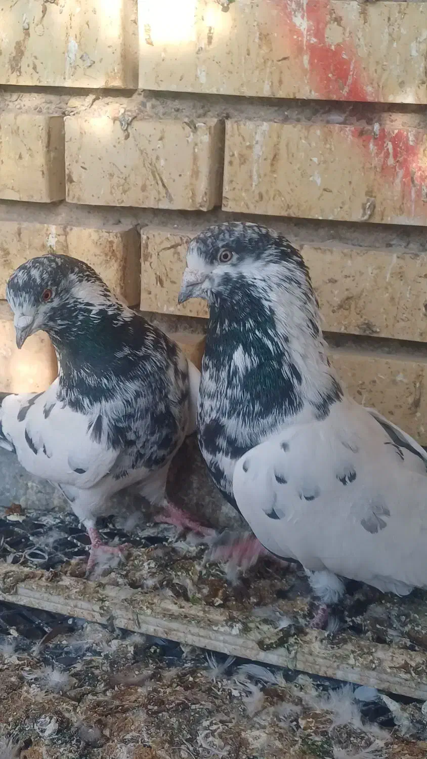 کفتر نروماده|پرنده|کاشان, آیت الله سعیدی|دیوار