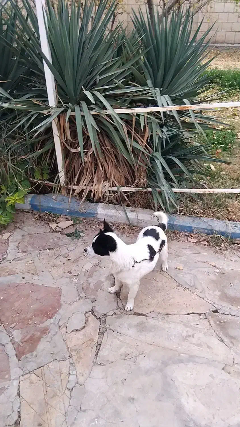 سگ پاکوتا ماده|سگ|محمدشهر, عباس آباد|دیوار