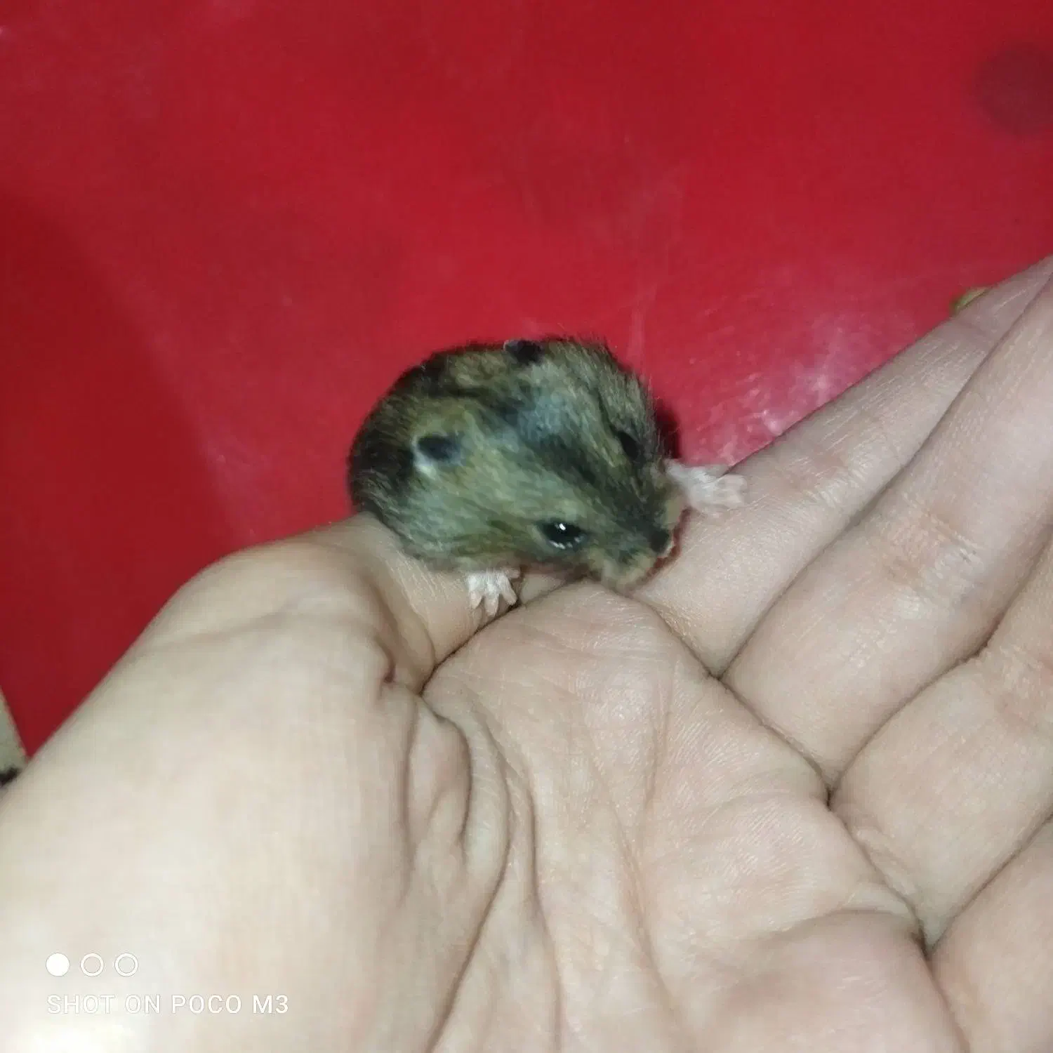 فروش همستر|موش و خرگوش|تهران, افسریه شمالی|دیوار