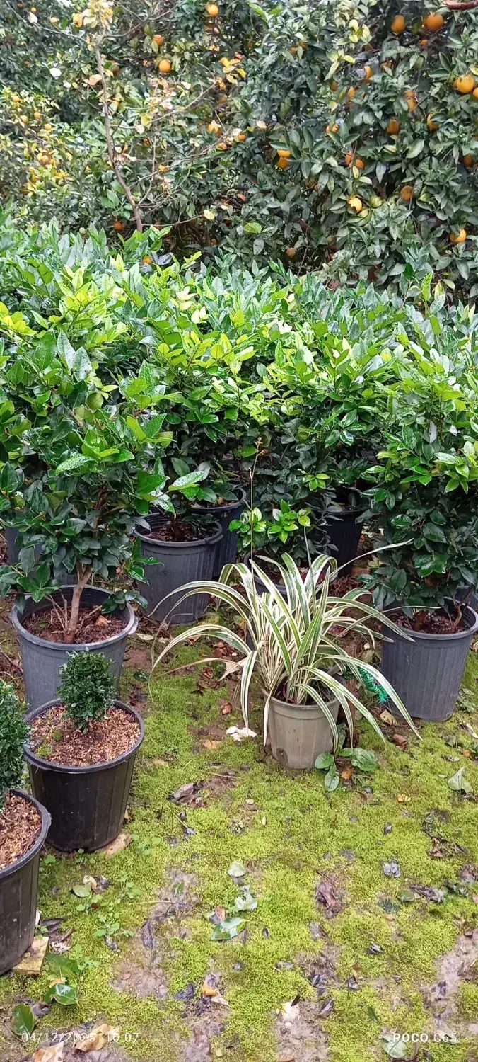 یاس هلندی قیچی خورده سطل 12|خدمات باغبانی و درختکاری|رامسر, |دیوار