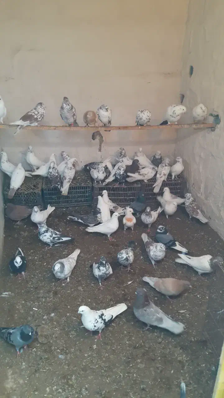 کفتر|پرنده|سلماس, |دیوار