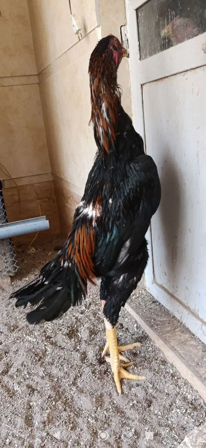 جوجه خروس لاری اوشامو|حیوانات مزرعه|تهران, سنگلج (شاپور)|دیوار