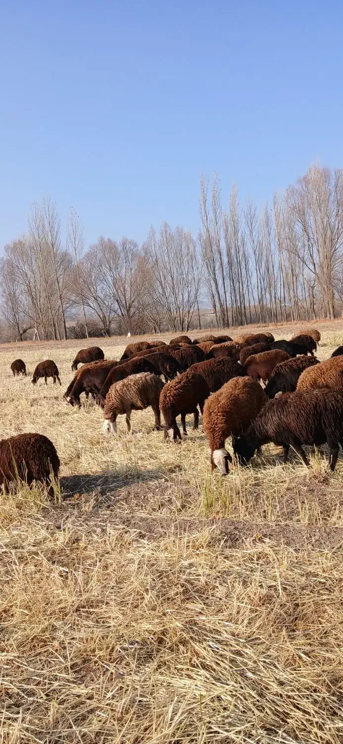 ۵۳ عدد گوسفند بره دار وآبستن سنگین|حیوانات مزرعه|اردبیل, |دیوار