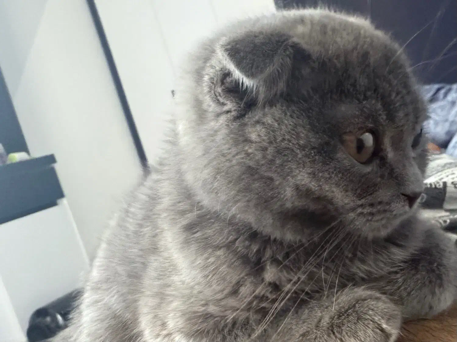 واگذاری گربه اسکاتیش|گربه|صدرا-فارس, فاز ۱|دیوار