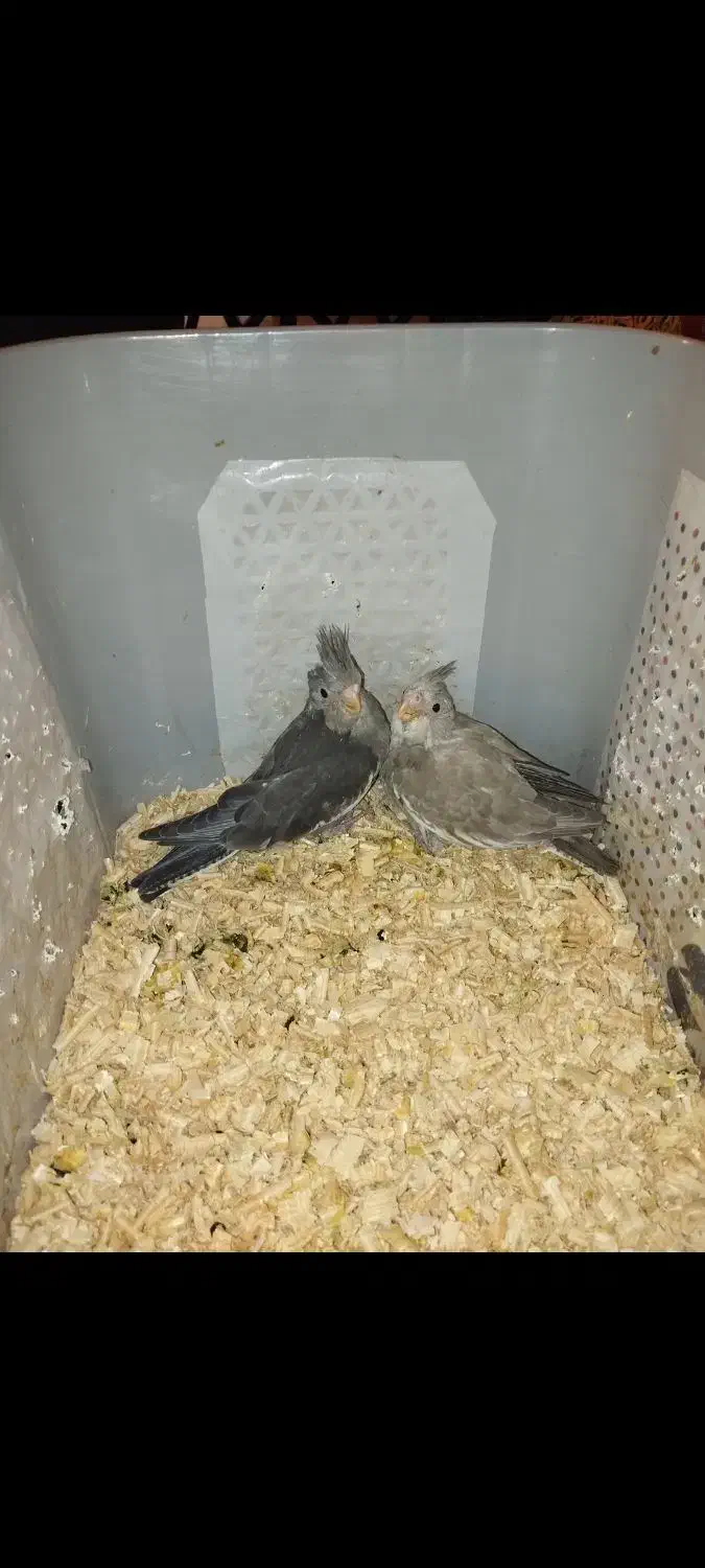 جوجه عروس وایت فیت|پرنده|بهشهر, |دیوار