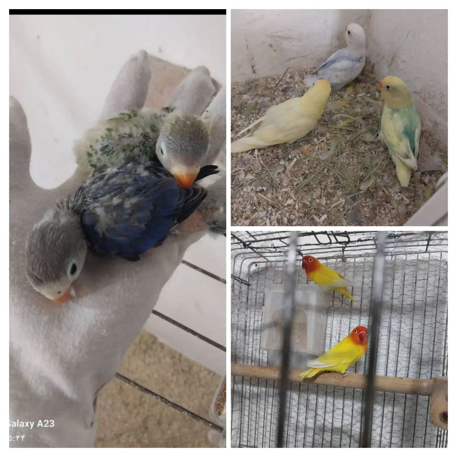 جوجه طوطی برزیلی|پرنده|تهران, جوادیه|دیوار