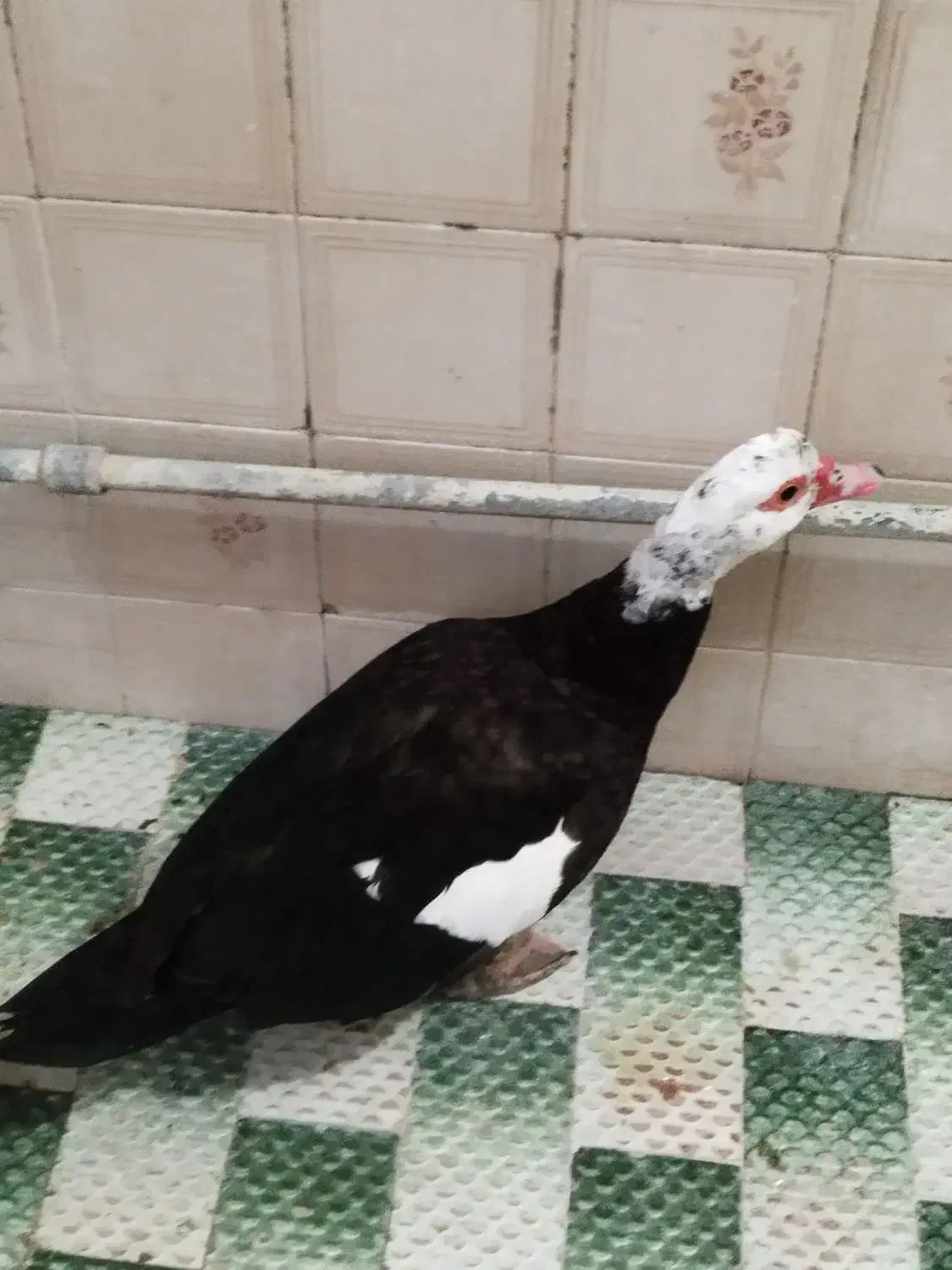 اردک نژاد اسرائیلی|حیوانات مزرعه|شهریار, کرد امیر|دیوار