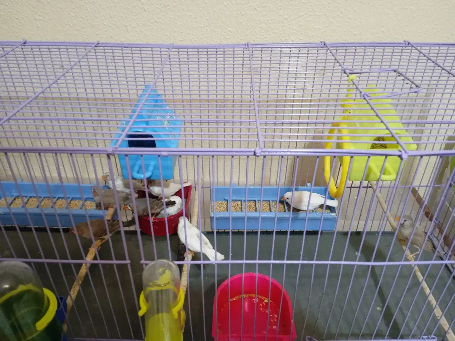 فروش ۹ فنچ|پرنده|شاهین‌شهر, فدک|دیوار