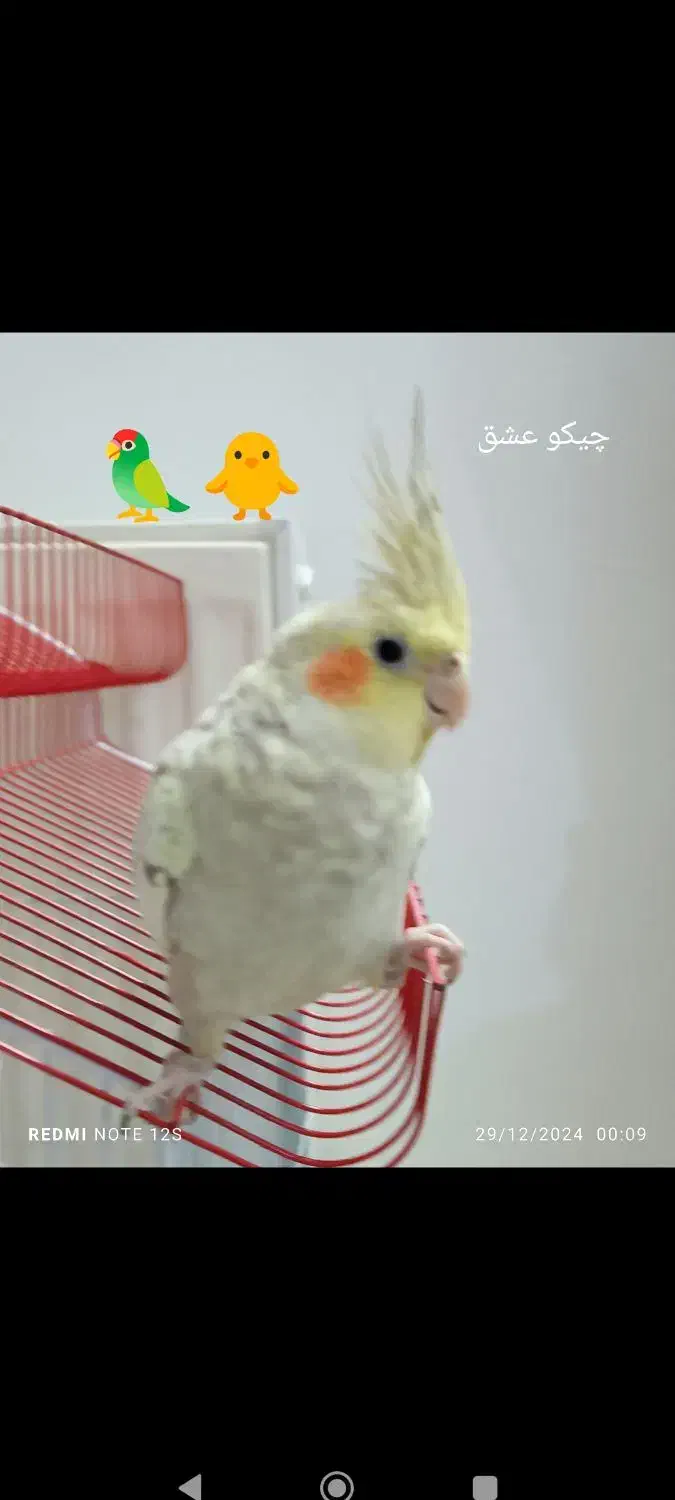 ،عروس هلندی گمشده،|پرنده|قم, باغ شازده|دیوار