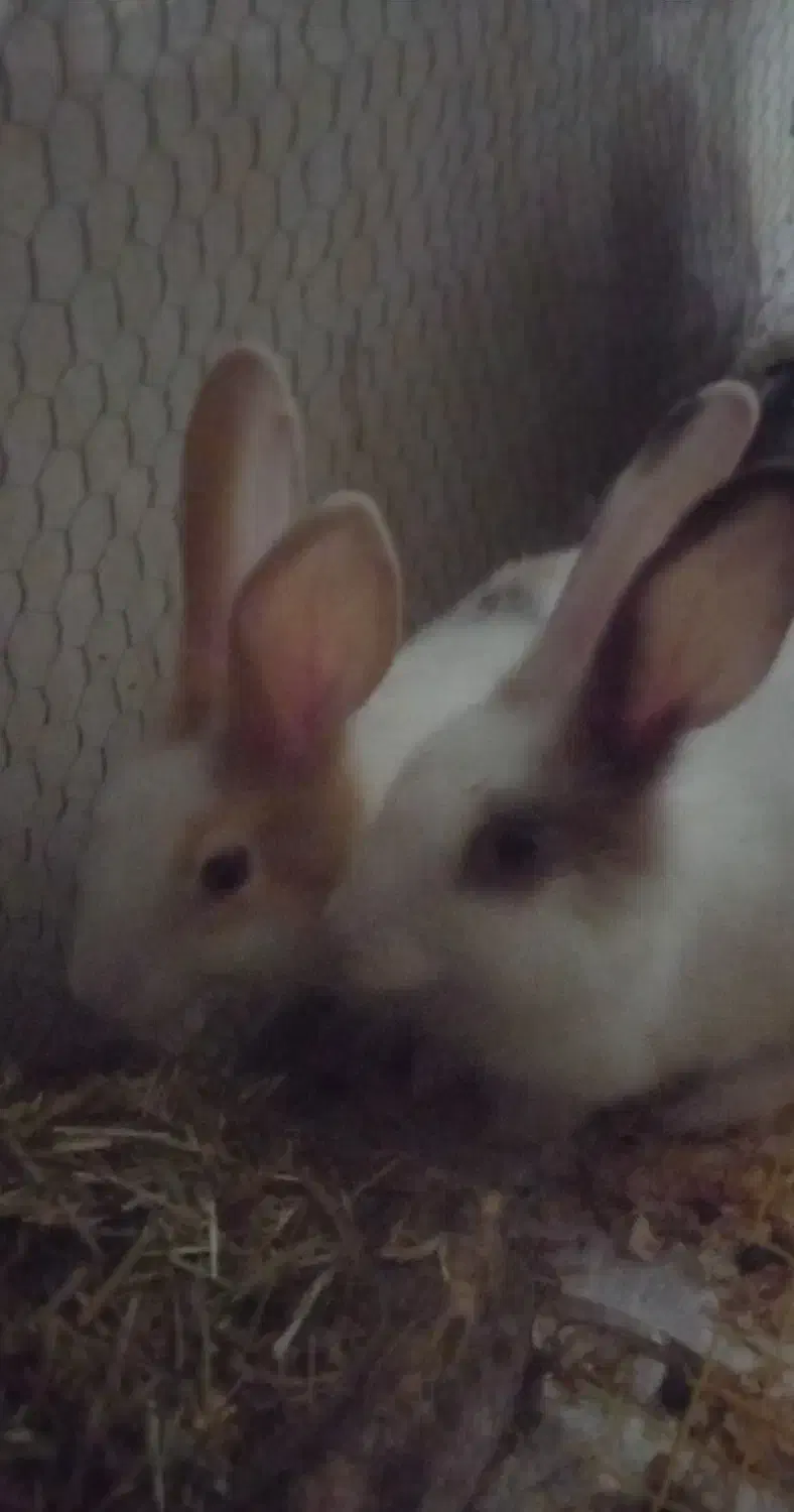 خرگوش سفید سه ماهه از جویبار|موش و خرگوش|آکند, |دیوار