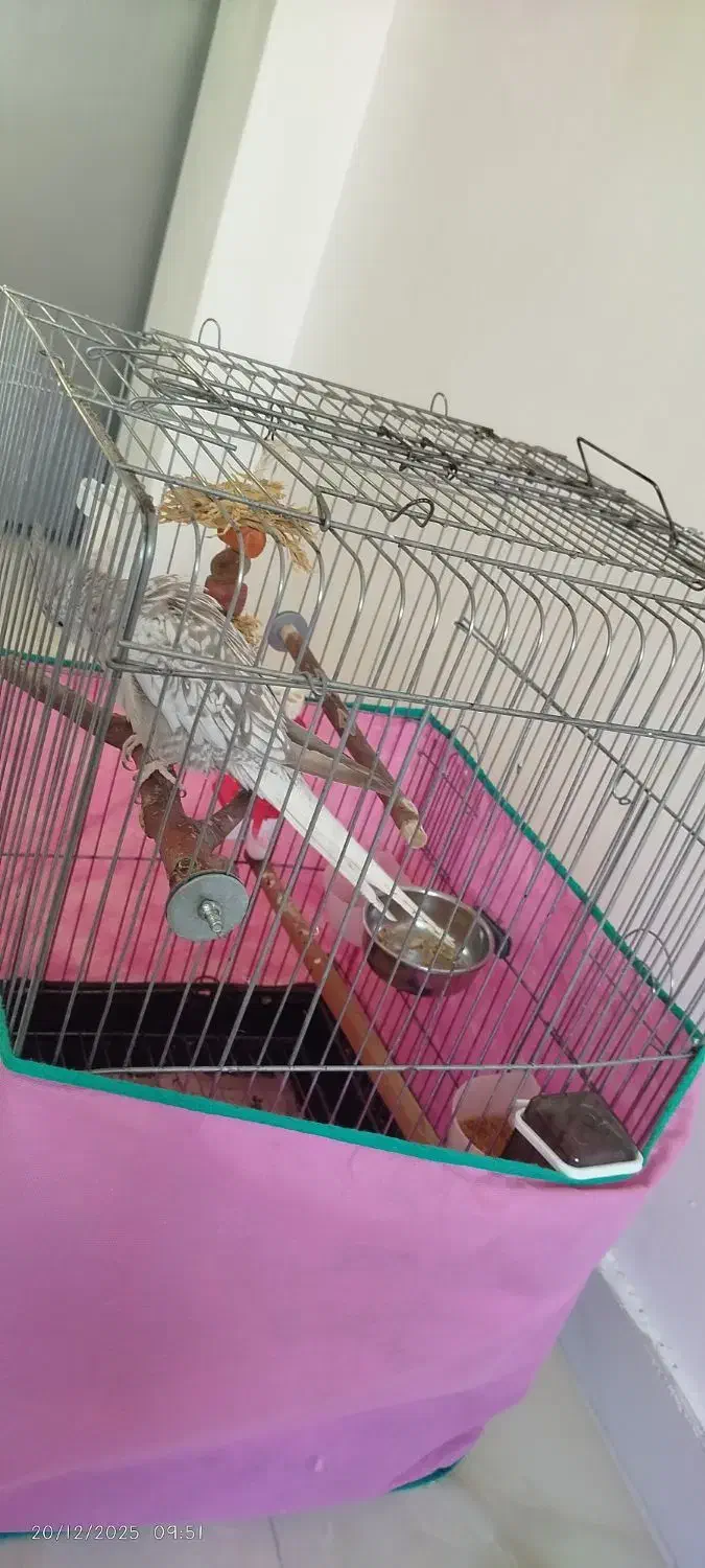 عروس هلندی ایزابلا|پرنده|رشت, انصاری|دیوار