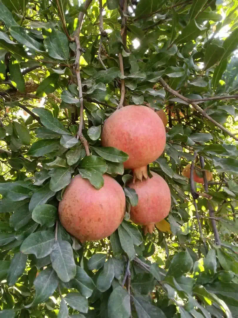 فروش زمین کشاورزی|فروش دفتر صنعتی، کشاورزی، تجاری|نوبندگان, |دیوار