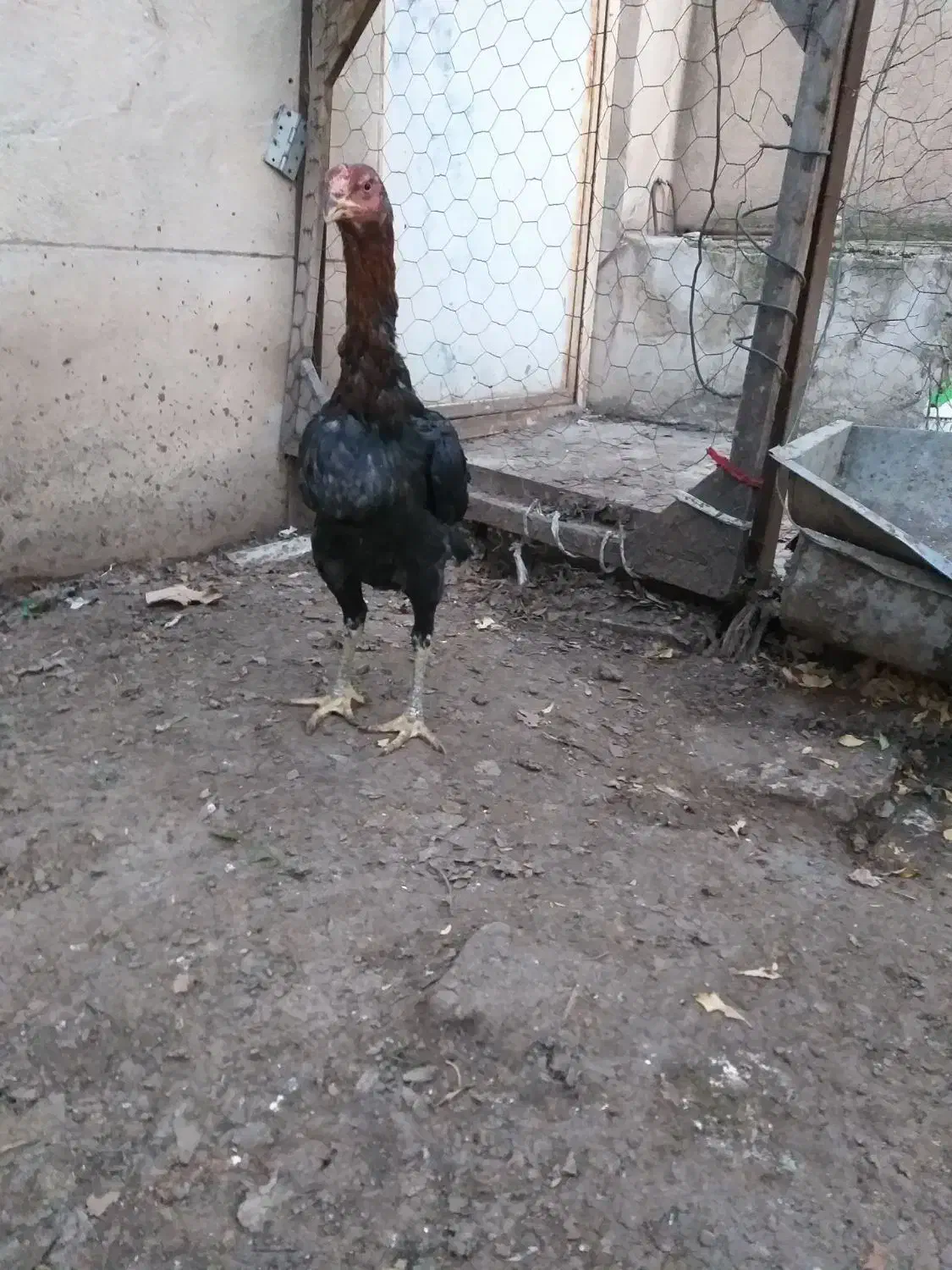 مرغ وخروس|حیوانات مزرعه|قزوین, |دیوار