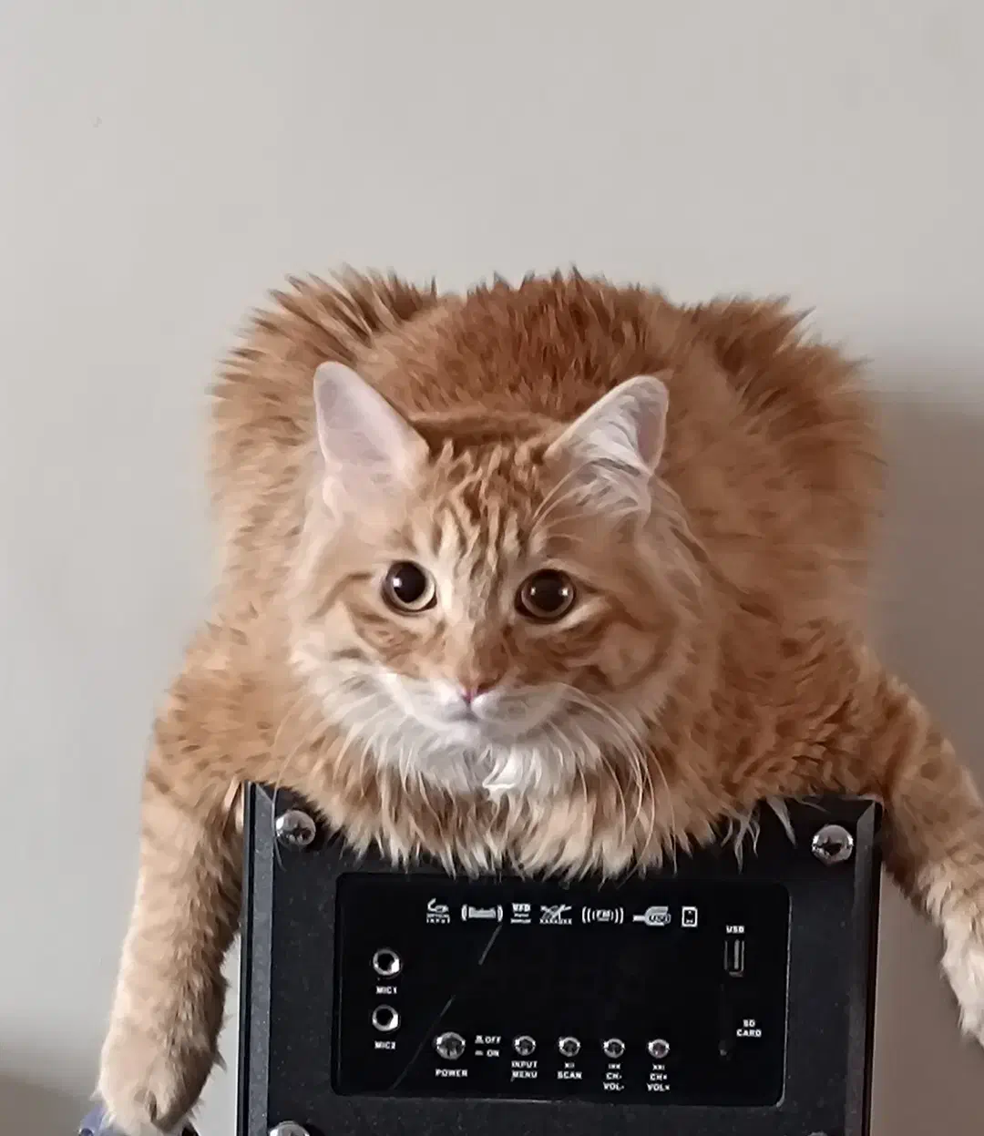 واگذاری گربه|گربه|تهران, پرستار|دیوار