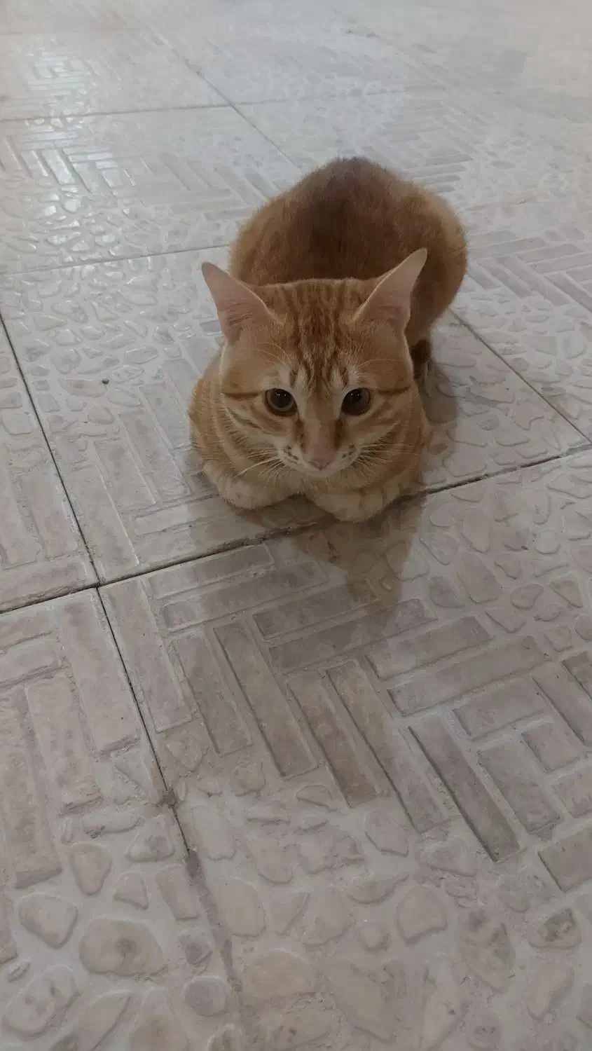 گربه گمشده|حیوانات|آبادان, |دیوار