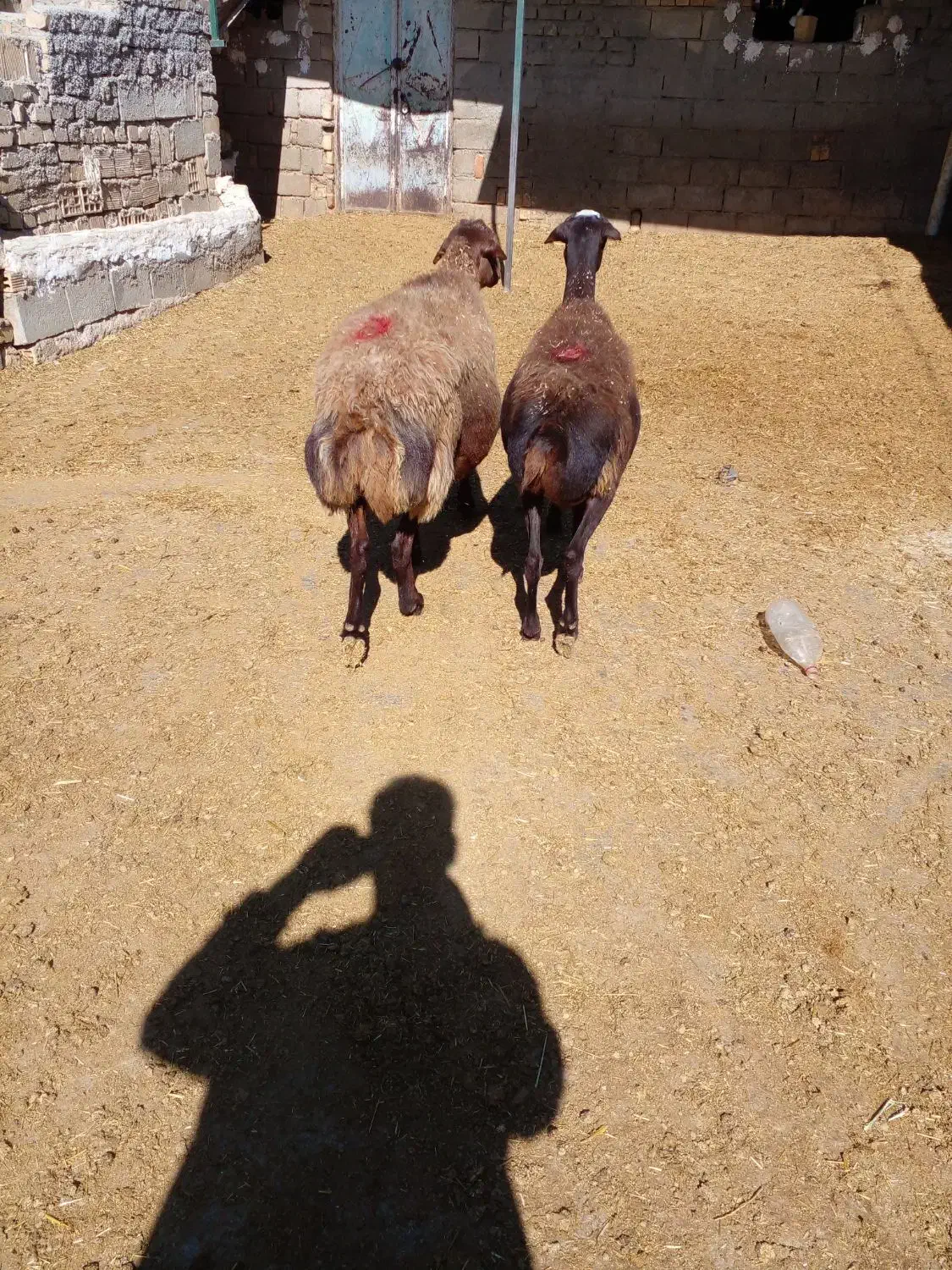 دو عدد میش ابستن|حیوانات مزرعه|کوهدشت, |دیوار