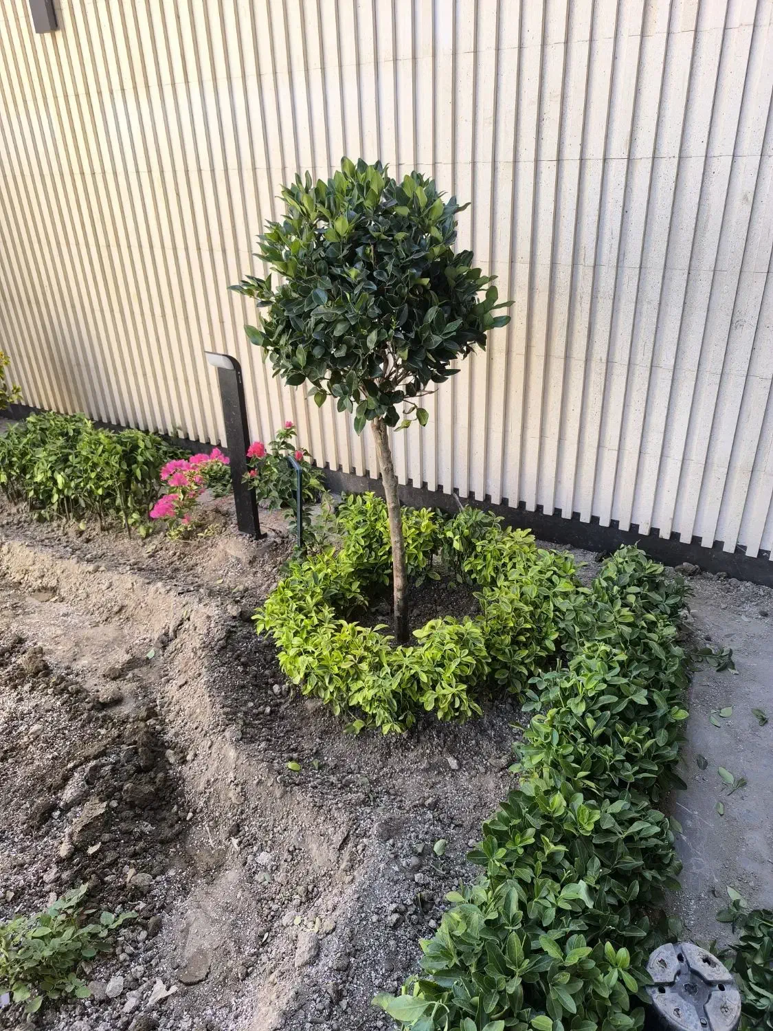 خدمات کاشت و باغبانی|خدمات باغبانی و درختکاری|اصفهان, پروین|دیوار