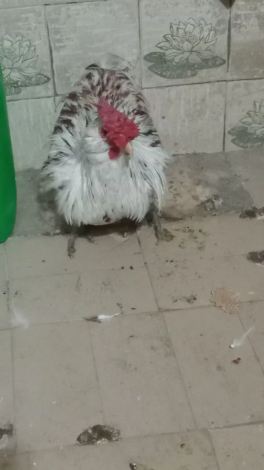 خروس|حیوانات مزرعه|خمینی‌شهر, |دیوار