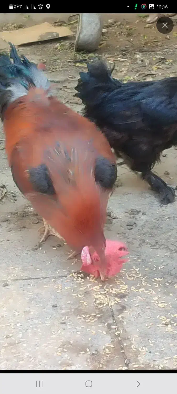 یک عدد خروس گم شده|حیوانات|آران و بیدگل, |دیوار