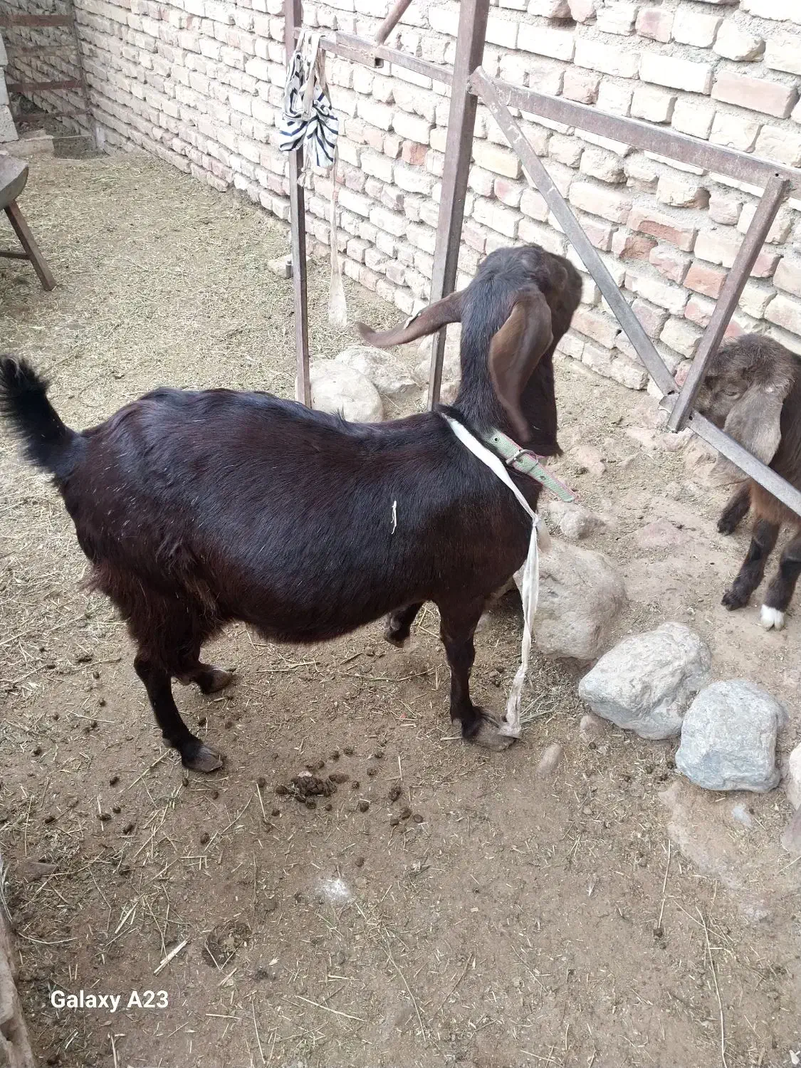 بزفروشی|حیوانات مزرعه|سده (خراسان جنوبی), |دیوار