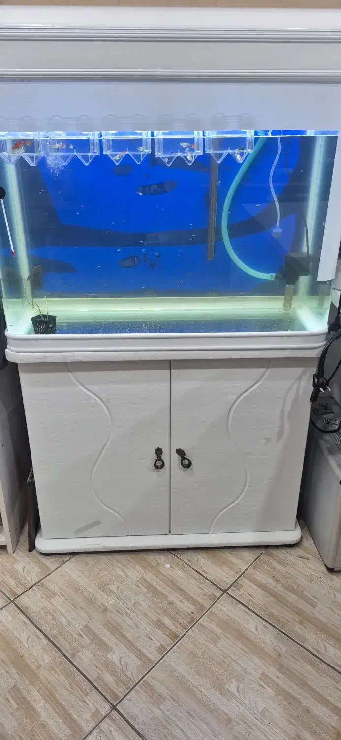 فروش اکواریوم|ماهی|امیدیه, |دیوار