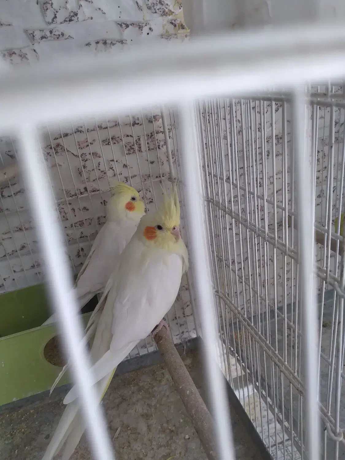 عروس هلندی سخن گو|پرنده|صدرا-فارس, فاز ۱|دیوار