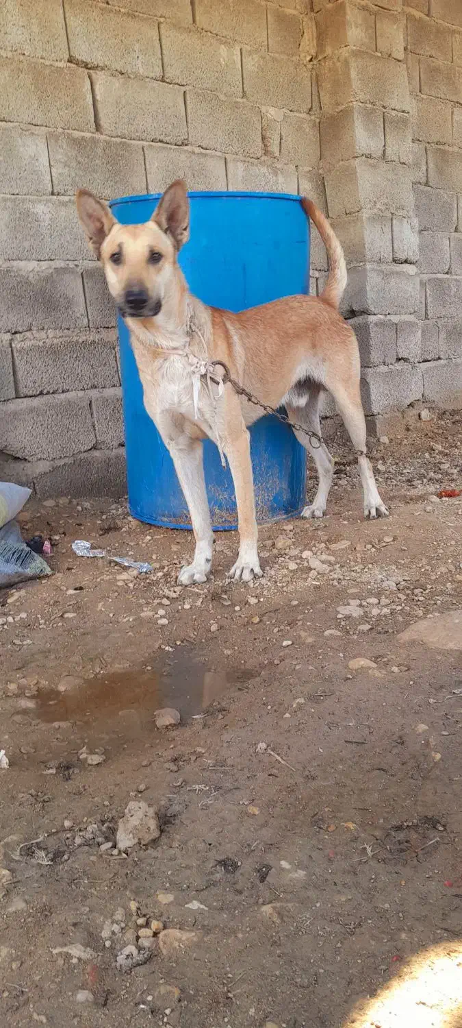 سگ نژاد دار|سگ|خمیر, |دیوار