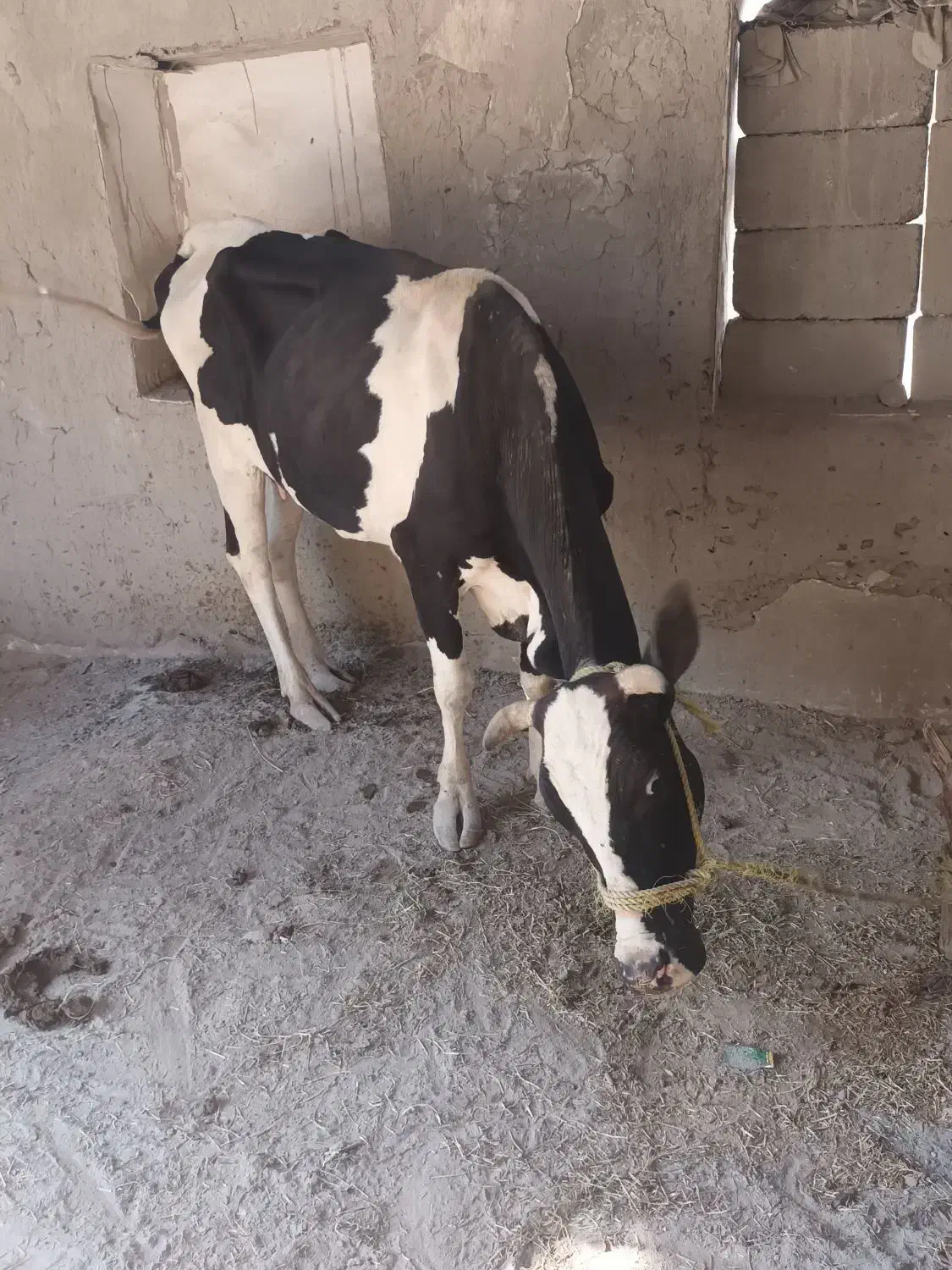 یک‌عدد‌گاو‌به‌همراه‌گوساله‌بفروش‌میرسد‌|حیوانات مزرعه|میناب, |دیوار