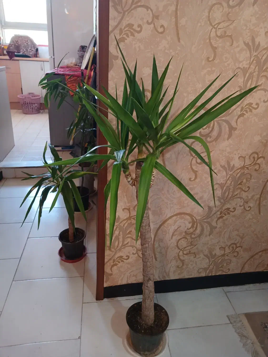 گل وگیاه آپارتمانی  فروشی|گل و گیاه طبیعی|شاهین‌شهر, مخابرات (شهید بهشتی)|دیوار