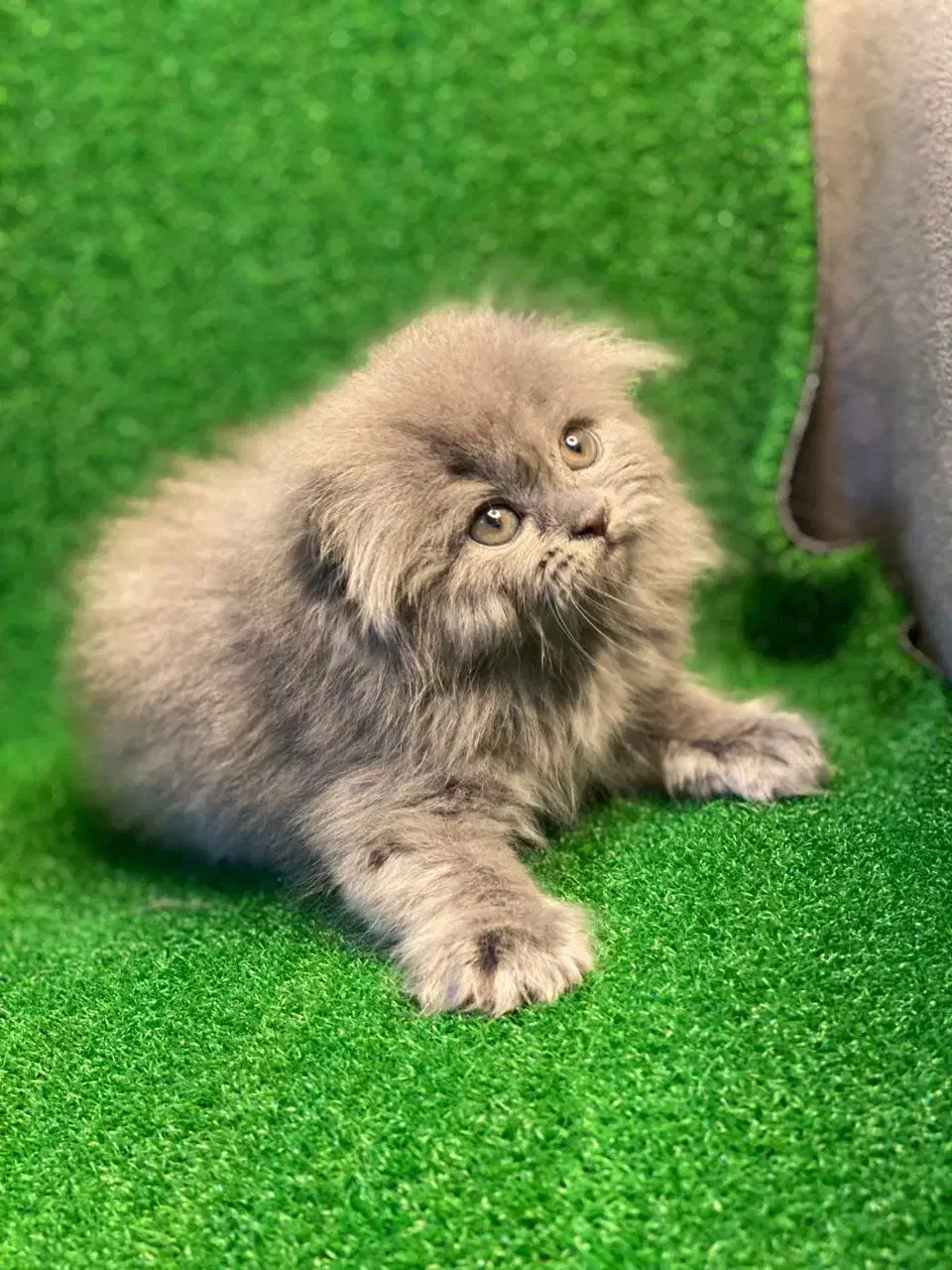 گربه اسکاتیش|گربه|شیراز, حافظیه|دیوار