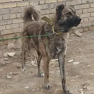 سگ گله|سگ|فامنین, |دیوار