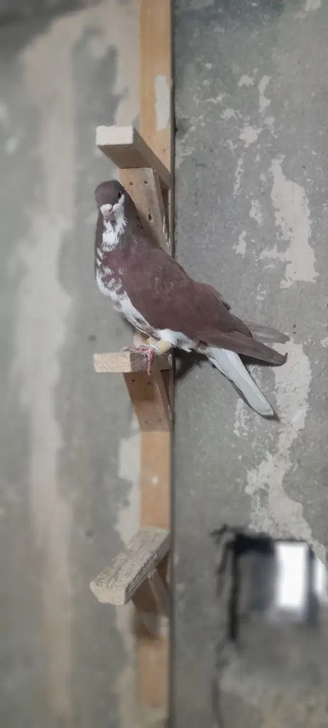 دوتا شهری زرنگ|پرنده|شیراز, کوشک میدان|دیوار