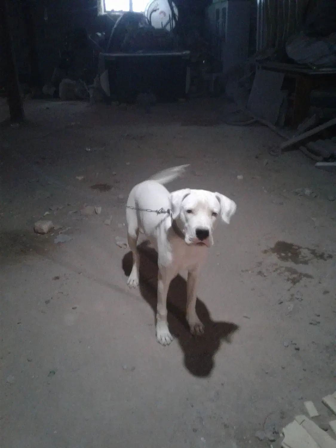 Dogo|سگ|سیرجان, |دیوار