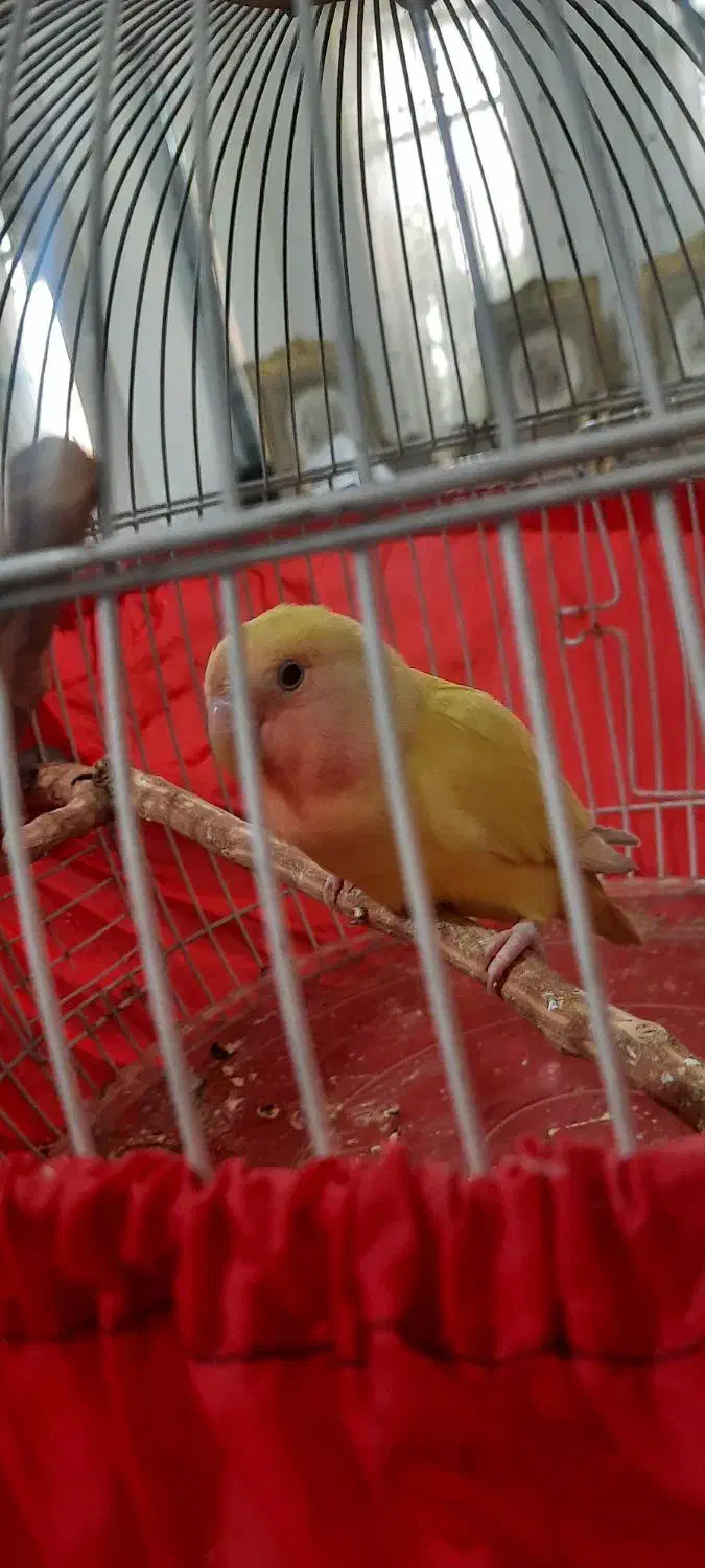 طوطی برزیلی|پرنده|پردیس, فاز ۳|دیوار