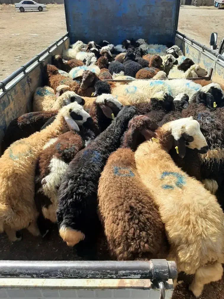 گوسفند زنده|خدمات پذیرایی، مراسم|تهران, طرشت|دیوار